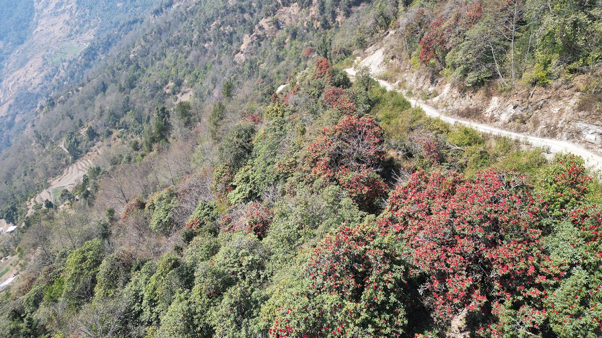 Laligurans myagdi todke jungle1710128971.jpg